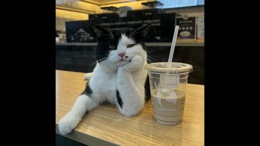 😺 Friday Cats! 🐈 Funny cat and kitten videos to lift your spirits! 😻