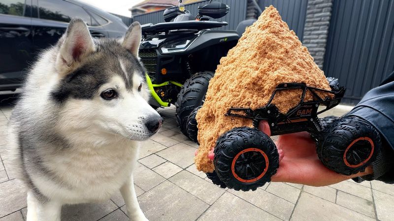 ХАСКИ НАПАЛ на МАШИНУ С ПАШТЕТОМ на Пульте