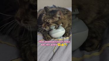 Релакс кота😺😻🤗🤣 #cat #кот #music #guitar #rock #song #cover #юмор #котушка