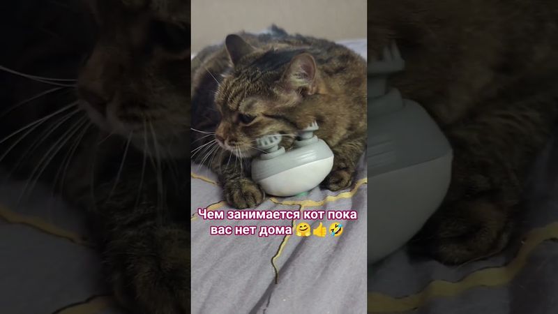 Релакс кота😺😻🤗🤣 #cat #кот #music #guitar #rock #song #cover #юмор #котушка