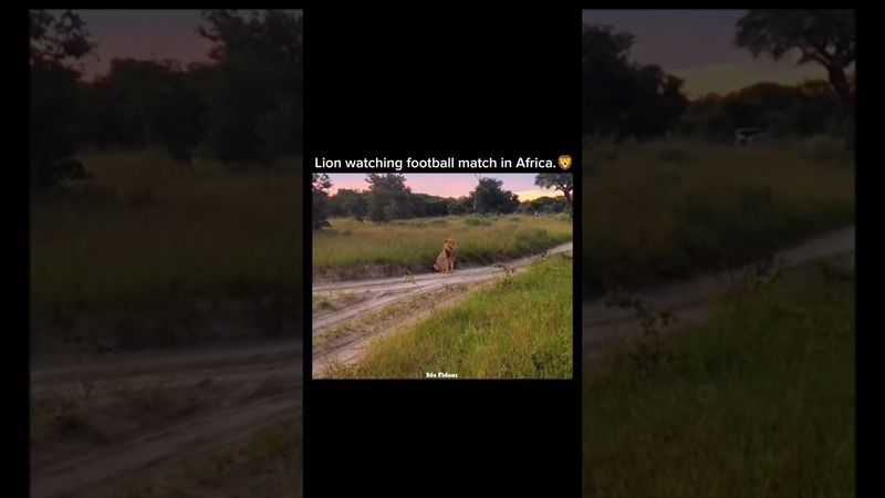 A lion watching a football match in Africa🦁