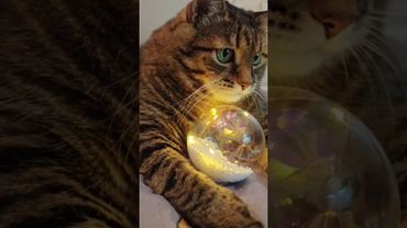 Долг каждого 🤔😻🤗❤ #cat #кот #котушка #цитаты