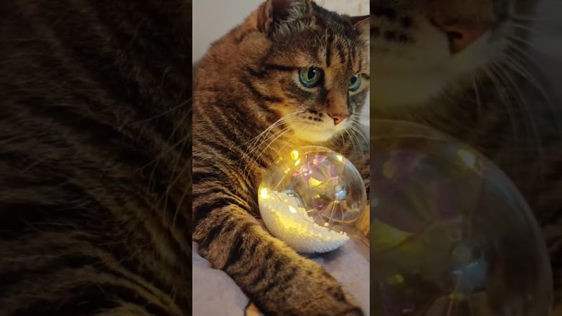 Долг каждого 🤔😻🤗❤ #cat #кот #котушка #цитаты