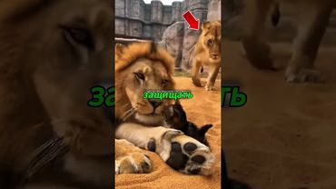 🦁 Кошка упала в вольер ко львам — и произошло чудо #facts #животные #хочуфакты #собака #психофакт