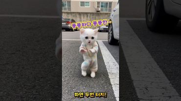 매끈매끈하다 냥댄스