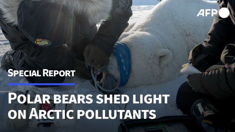 Polar bears shed light on Arctic pollutants | AFP