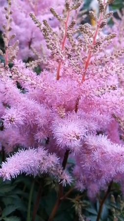 #CapCut #утро🌷☕ #лето🌷🔆 #смейсялюбиживи❤️❤️❤️ #солнцелето🌿🕊️