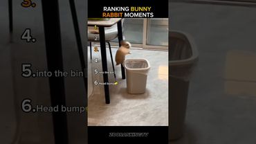 Ranking Bunny Rabbit Moments #ranking #moments #bunny #rabbit #shorts