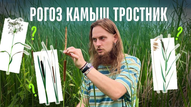 Рогоз Камыш Тростник как отличить? Прибрежно-водные растения.