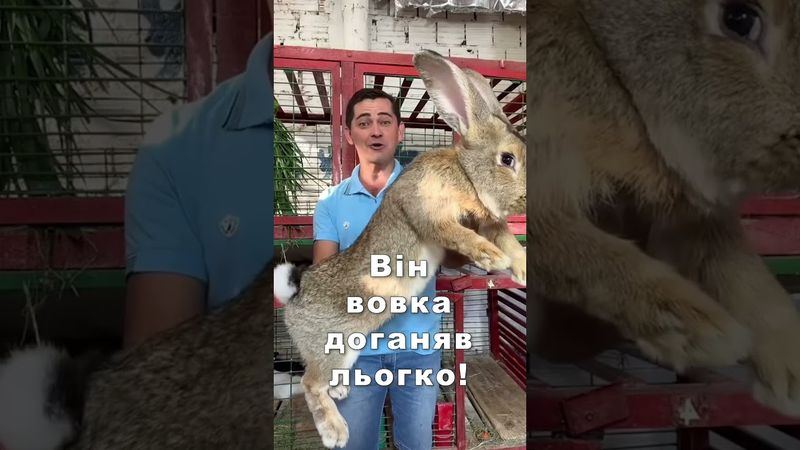 Він вовка доганяв льогко!