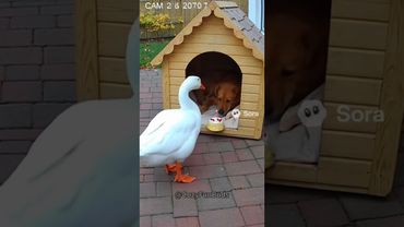 Goose & Dog Make Peace? 😂🦢🐾