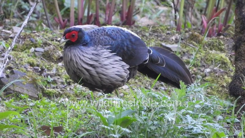 Plump Kaleej Pheasant walks wildfilmsindia fields of Arum Lily and Peonies in western Himalaya