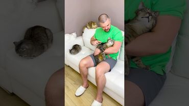 Живу с 4-мя котиками 😻😻😻😻👱‍♂️ «Званный ужин» #котики #кошкивидео #смешныеживотные #cat