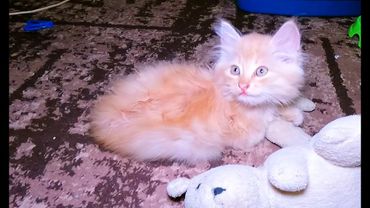 #Славянск. 1 августа 2025г. Вечер. Интрига раскрыта!)