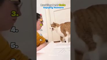 Ranking Best Cat Copying Humans