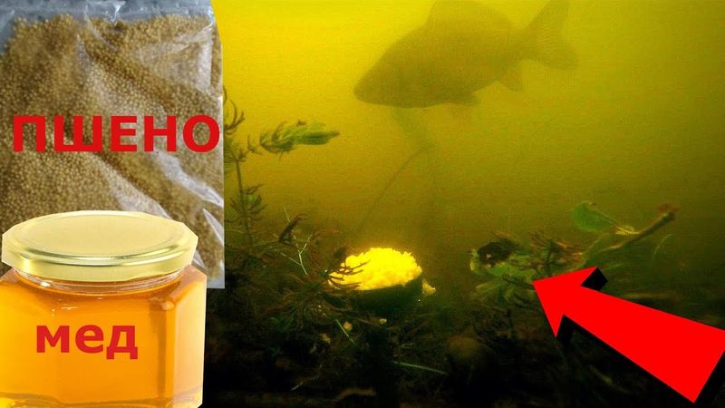 ПШЕНО С МЕДОМ В ДЕЙСТВИИ! Убойная прикормка! Подводная съемка