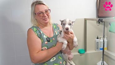 Рассылаем дорогих щенков по России!