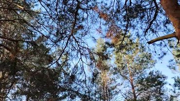 Умный, но бедный!