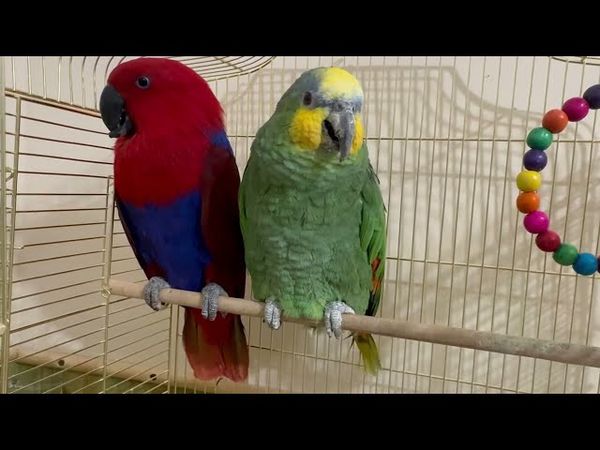 Я такого НЕ ВИДЕЛА! Попугай Гоша бегом побежал к Рите признаваться в любви и вить гнездо,но Рита…..