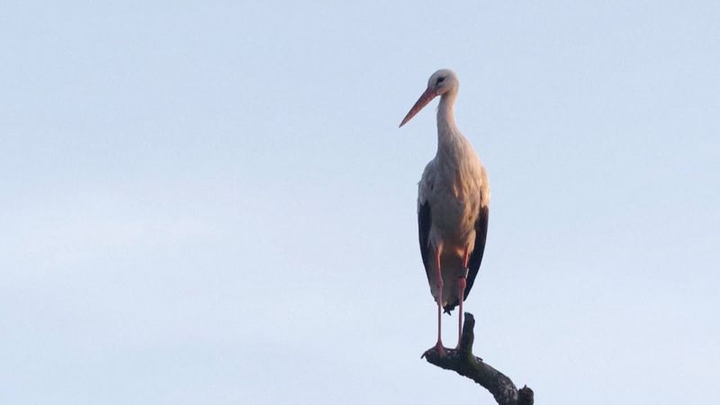 В Дании белые аисты принесли самое большое число птенцов за 40 лет
