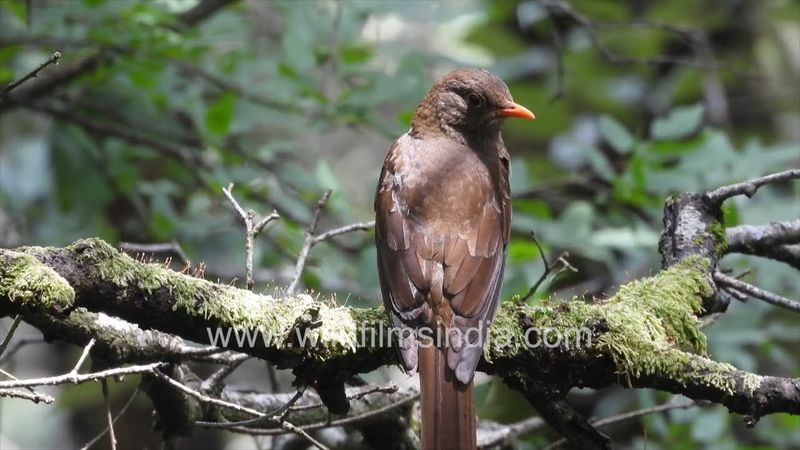 Grey-winged Blackbird female brings in ripe dark blue Berberis kingod berries for its chicks to eat
