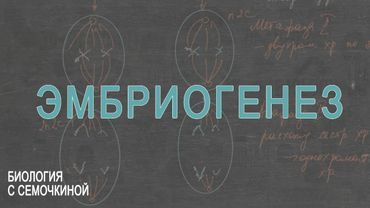 Эмбриогенез
