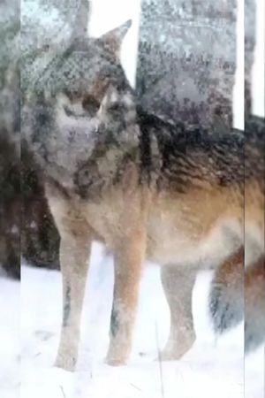 TikTok video #7060089302092434690