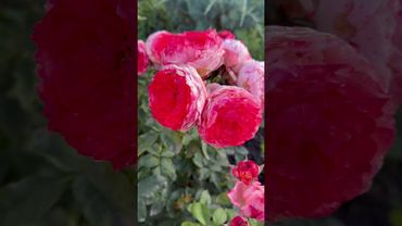 Роза Принцесса Сакура Японской  селекции ￼￼