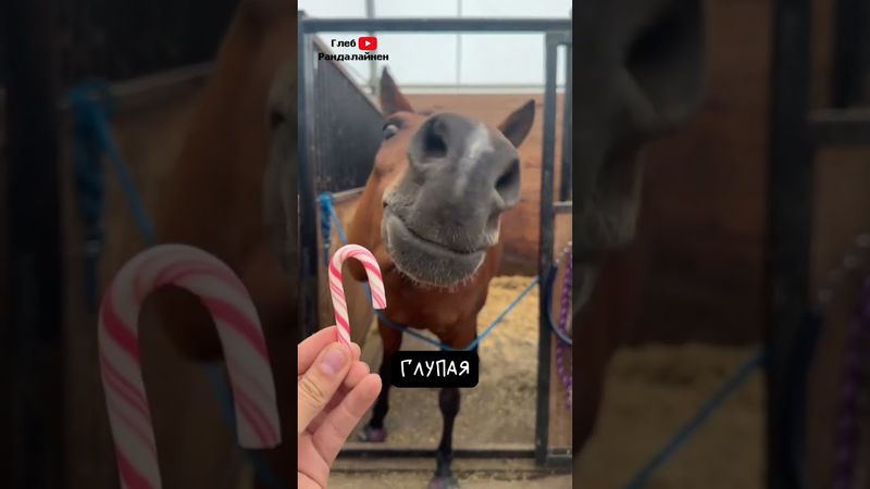 Лошадь 🐎 Интересные факты часть 2
