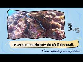 Learn French with Videos - Amphibians and Reptiles