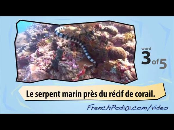 Learn French with Videos - Amphibians and Reptiles
