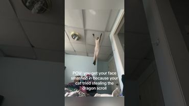 Slow-motion cat #funny #catembarrassed #cats #christmas