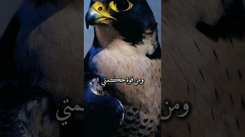 ٤ سبتمبر ٢٠٢٥