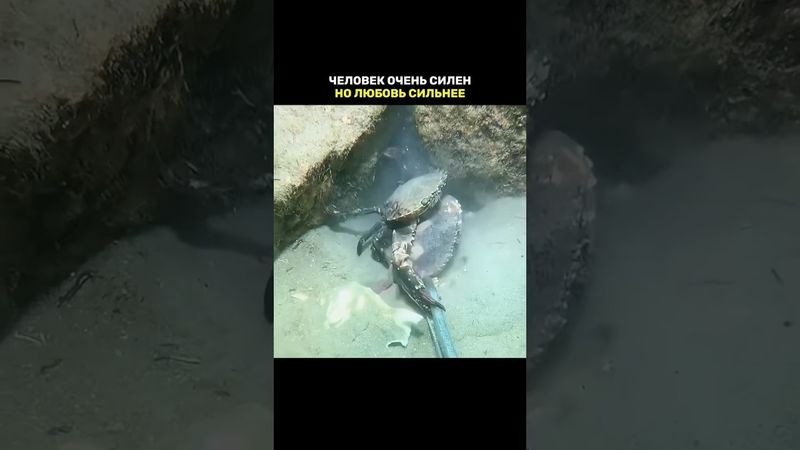 Люди совсем разучились любить 🖤 #animals #lovestory #mindset #mentality #facts #reallife