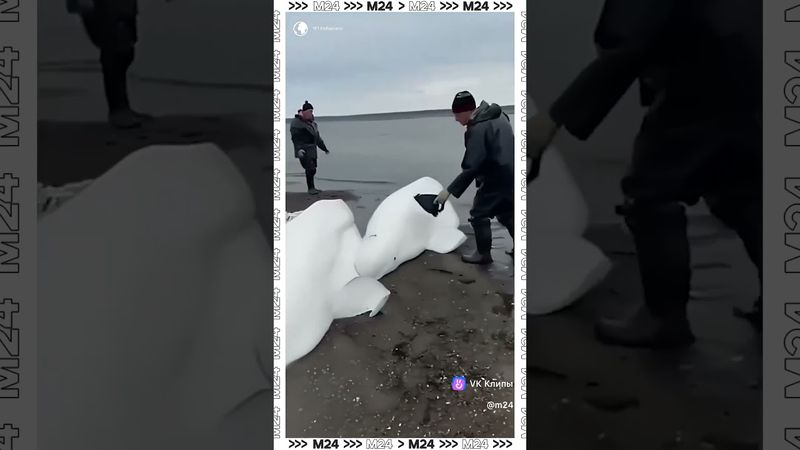Белухи на берегу: рыбаки спасают китов после землетрясения на Камчатке 🐋🌊