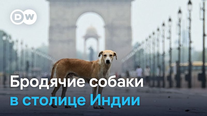 В столице Индии - миллион бродячих собак. Что власти решили с ними сделать?