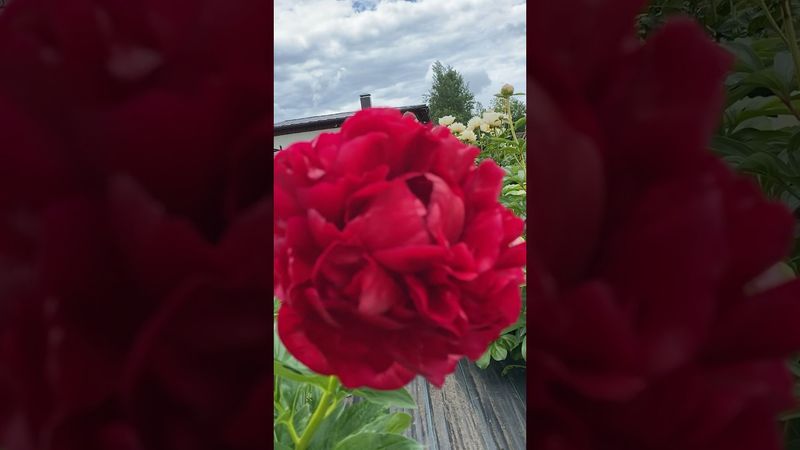 Пион Henry Bockstocc #пионы #генрибокстос #красные пионы #peony #henrybockstocc