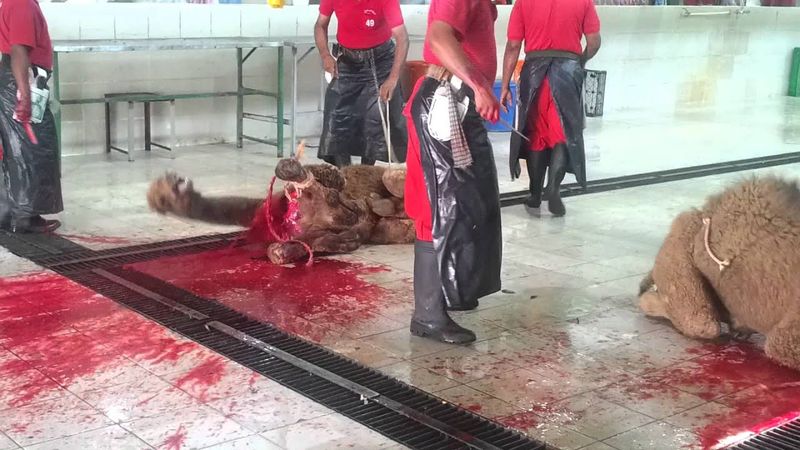 ذبح قعدان جمل