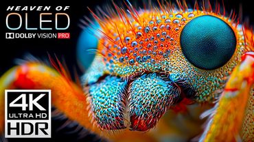 Wild Animals Life 4K VIDEO ULTRA HD - Dolby Vision HDR (120 fps)