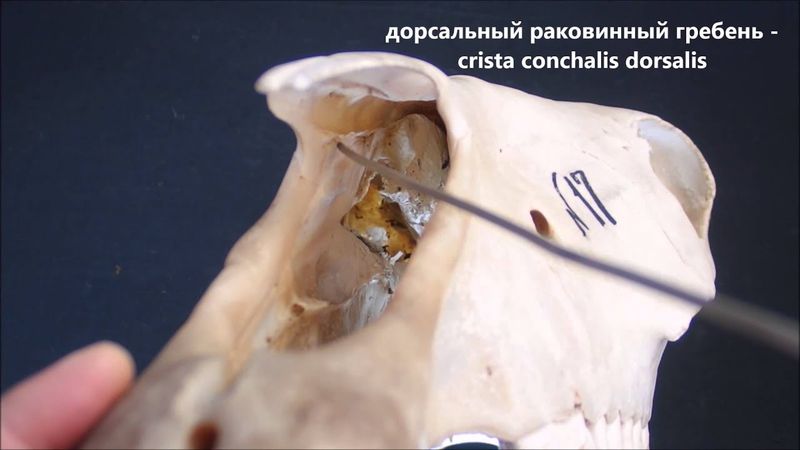 носовая кость домашних животных