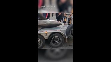 Monster shark washes up dead as algal bloom's toll worsens