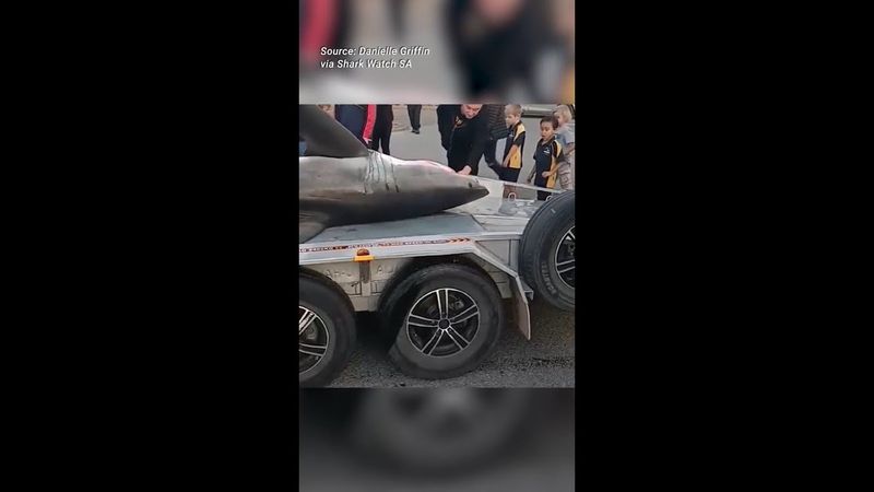 Monster shark washes up dead as algal bloom's toll worsens