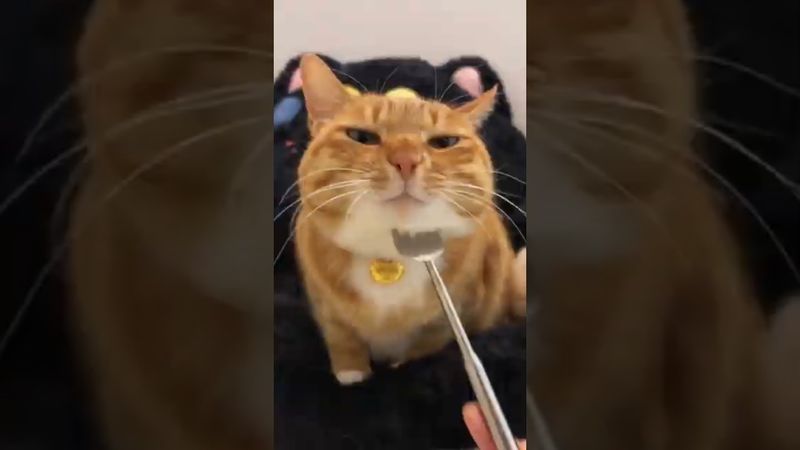 This Cat Goes Totally Insane For Scratches 😂