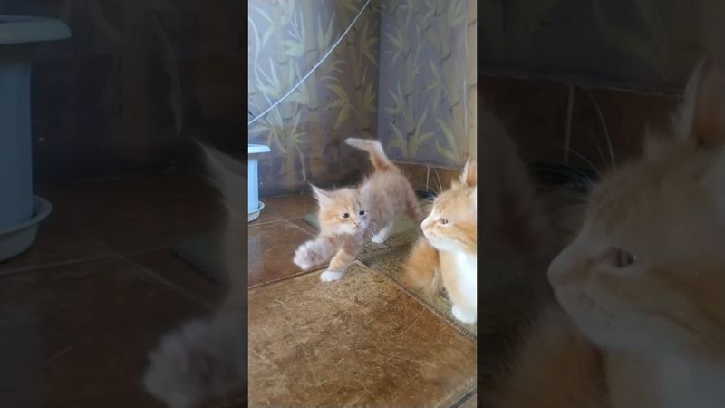 Kittens and cat #cat #kitten #catlover #cute #flowers #animals #funnyvideo #love #funny