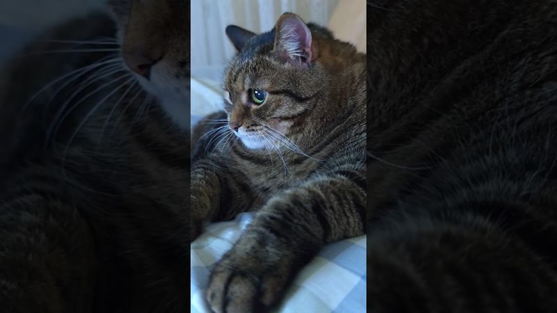 Не понравился 😼🤔😉🤣 #cat #кот #юмор #котушка #приколы #цитаты #смех