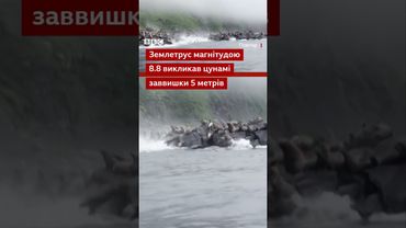 Морські леви злякались землетрусу, який обвалює скелі, - і пірнають у море #shorts