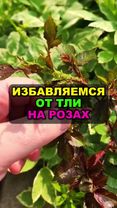 Тля не даёт покоя вашим розам? Решение есть! #розы #огород #сад #дача...