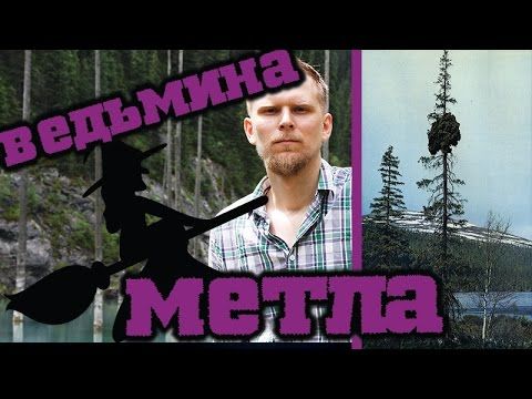 Ведьмина метла / Witch's broom