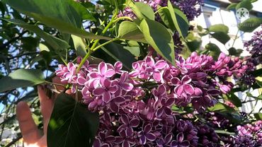 Сирень сорт*Сенсация*.3.06.21.