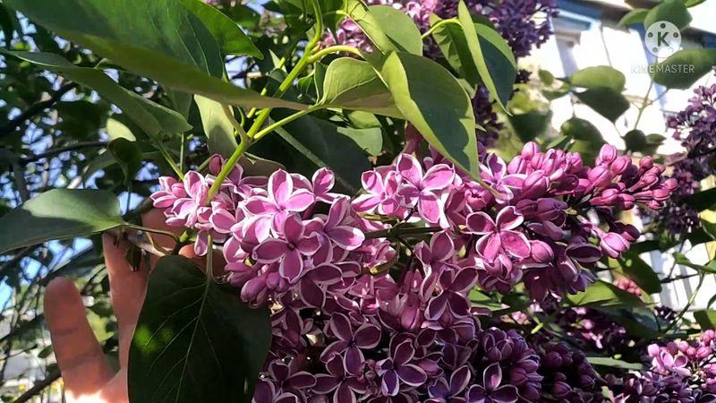 Сирень сорт*Сенсация*.3.06.21.